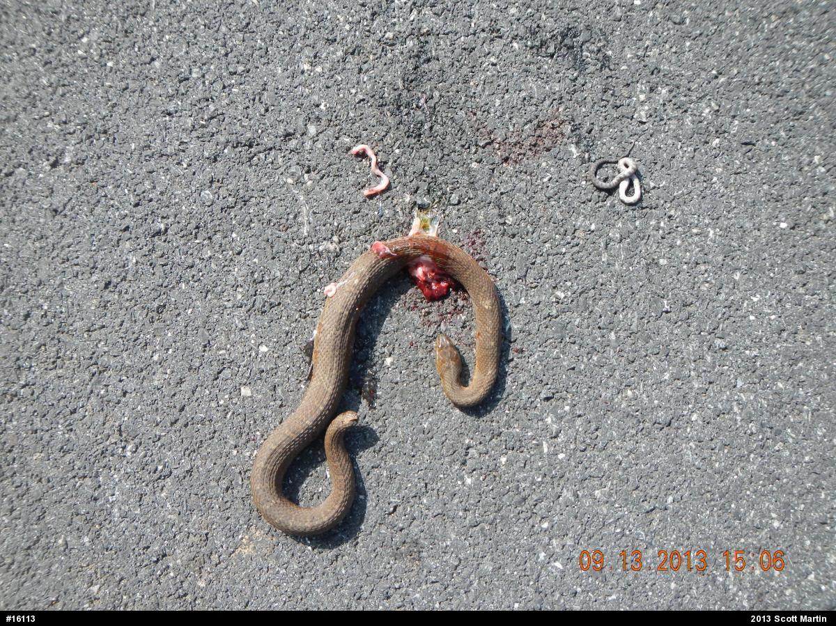 Northern Watersnake