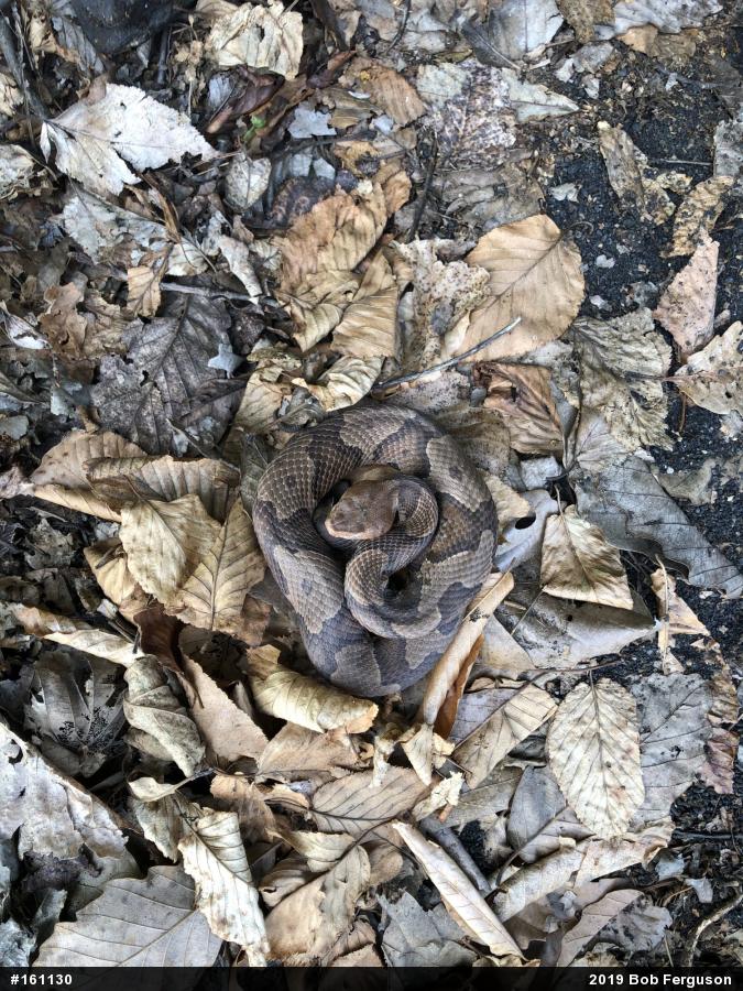 Northern Copperhead