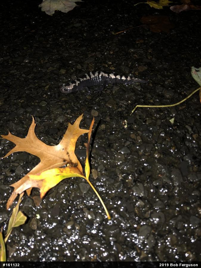 Marbled Salamander