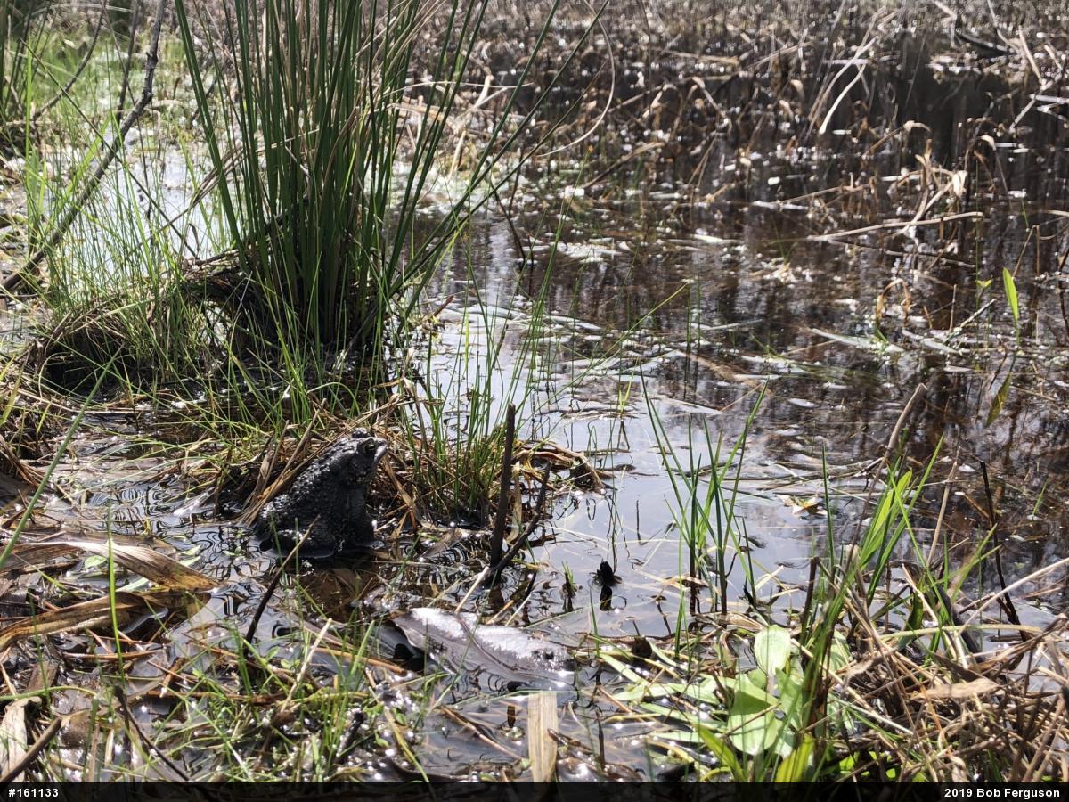 Eastern American Toad