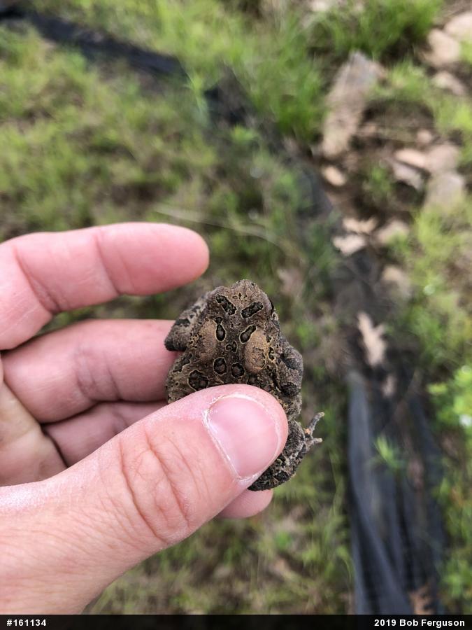 Eastern American Toad