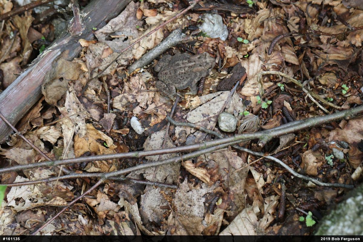 Eastern American Toad