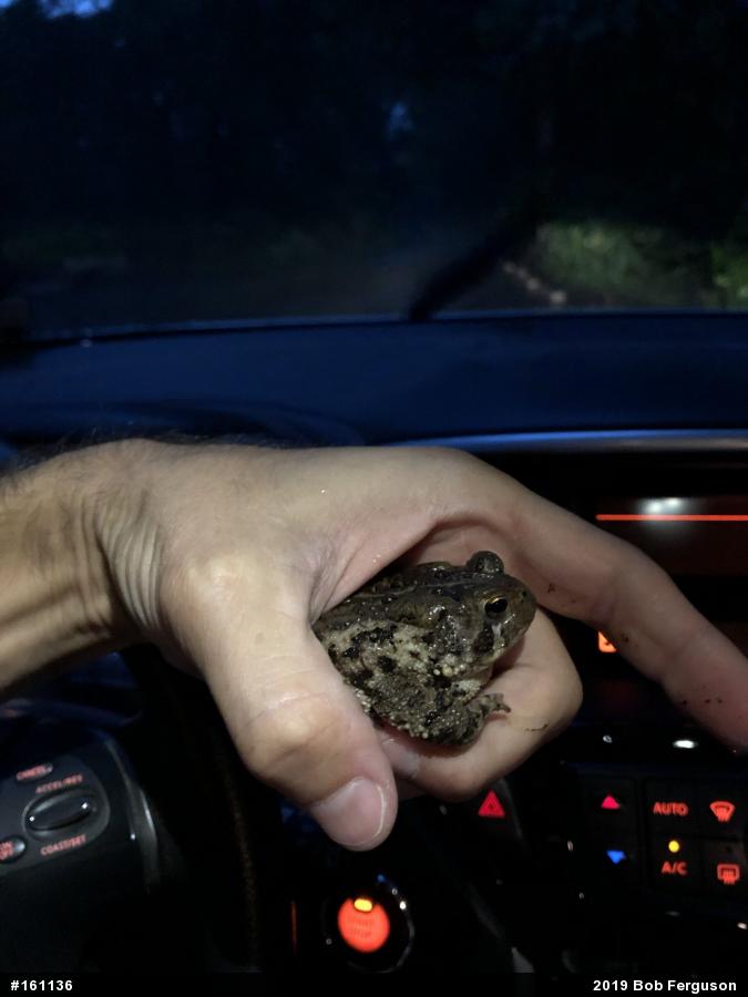 Eastern American Toad