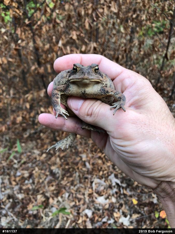 Eastern American Toad