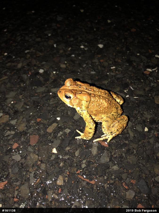 Eastern American Toad