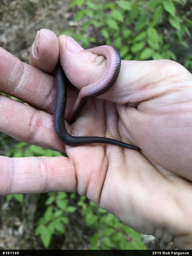 Eastern Wormsnake
