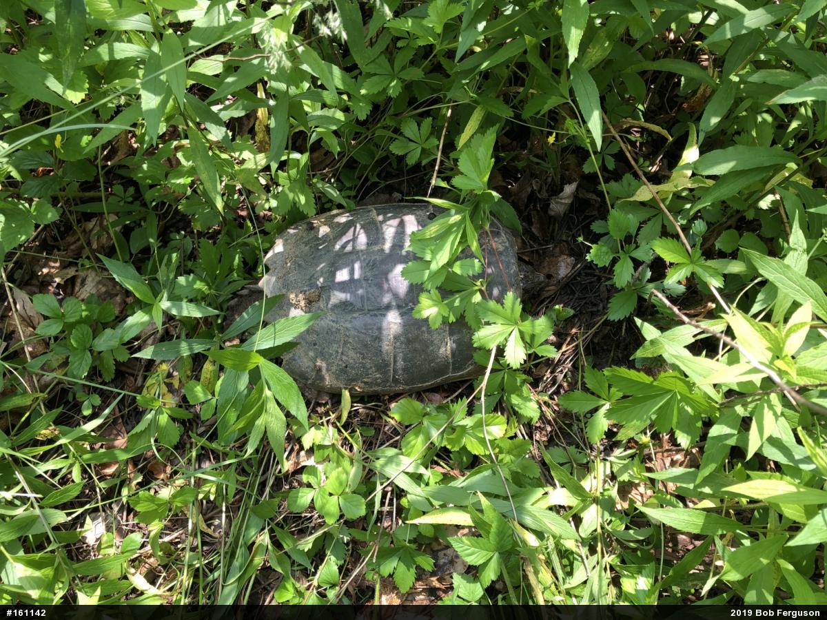 Snapping Turtle