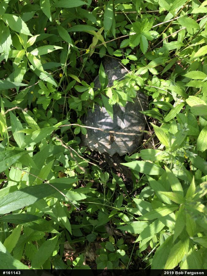 Snapping Turtle