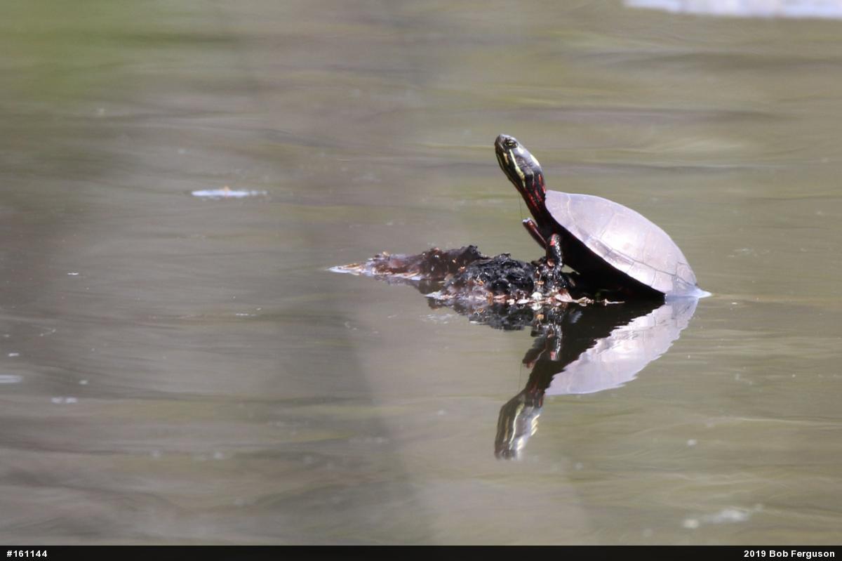 Painted Turtle