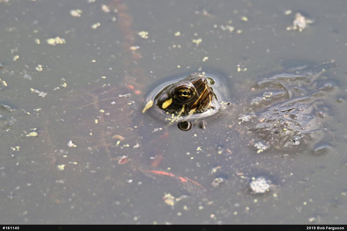 Painted Turtle