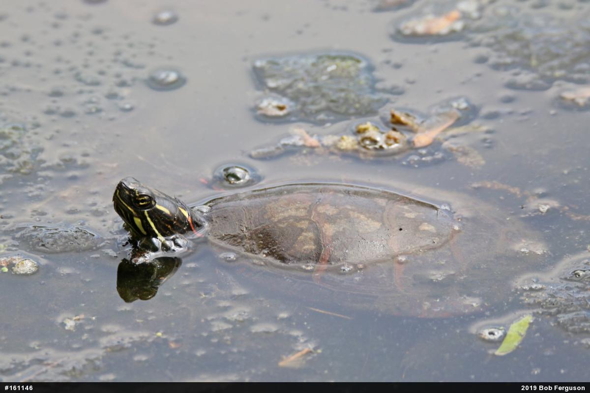 Eastern Painted Turtle