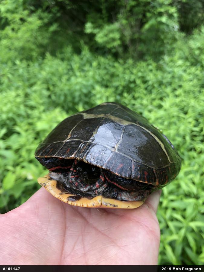 Eastern Painted Turtle
