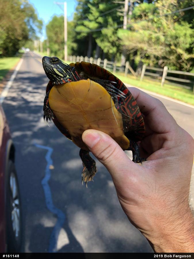Eastern Painted Turtle