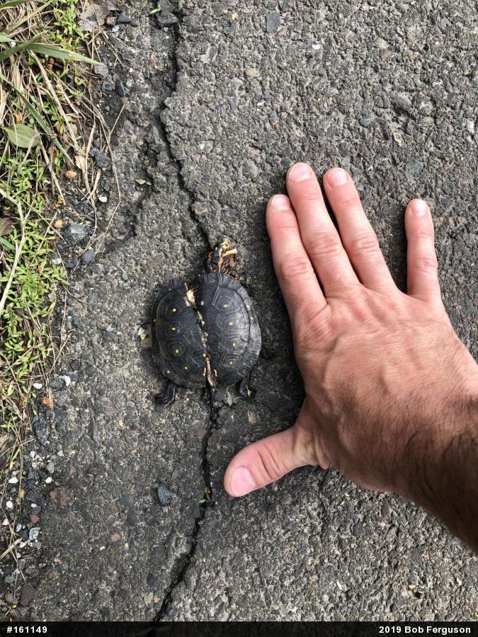 Spotted Turtle
