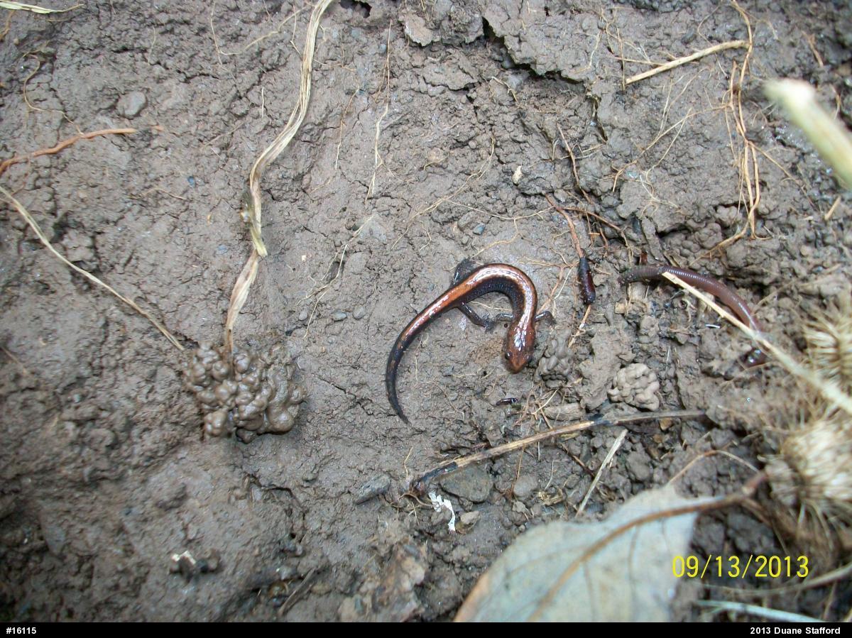Allegheny Mountain Dusky Salamander