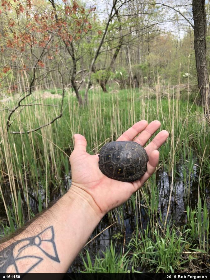 Spotted Turtle