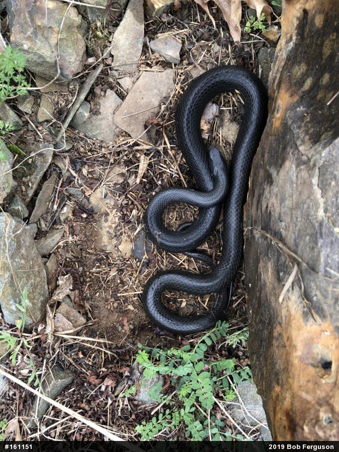 Northern Black Racer