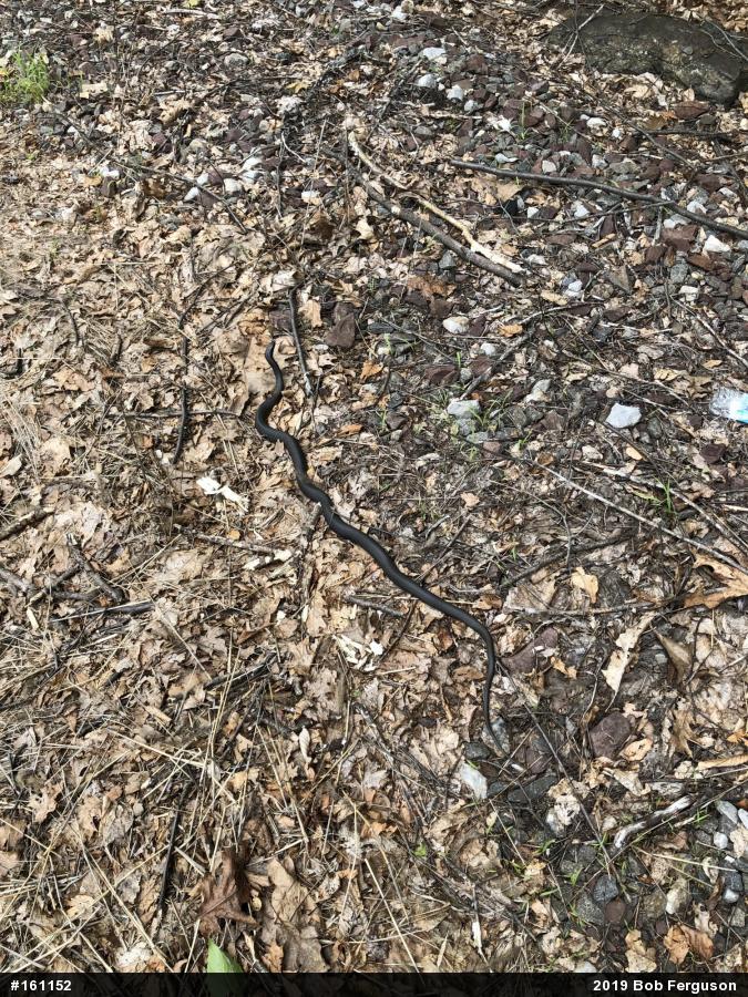 Northern Black Racer