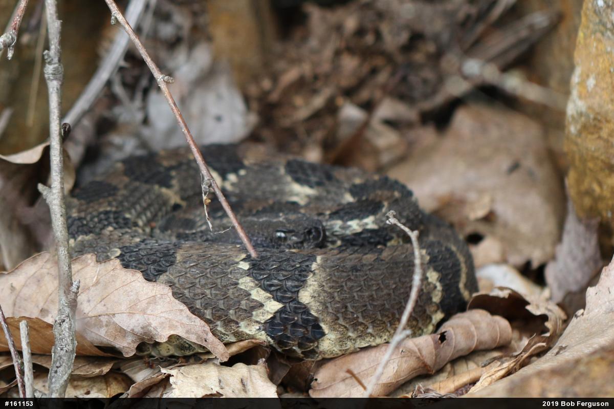 Timber Rattlesnake