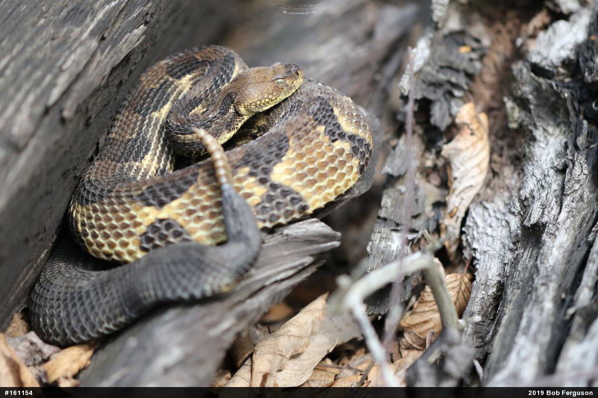Timber Rattlesnake