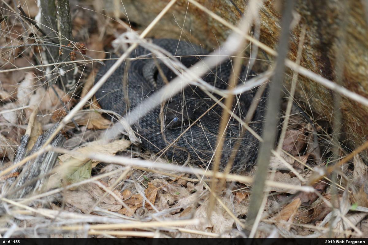 Timber Rattlesnake
