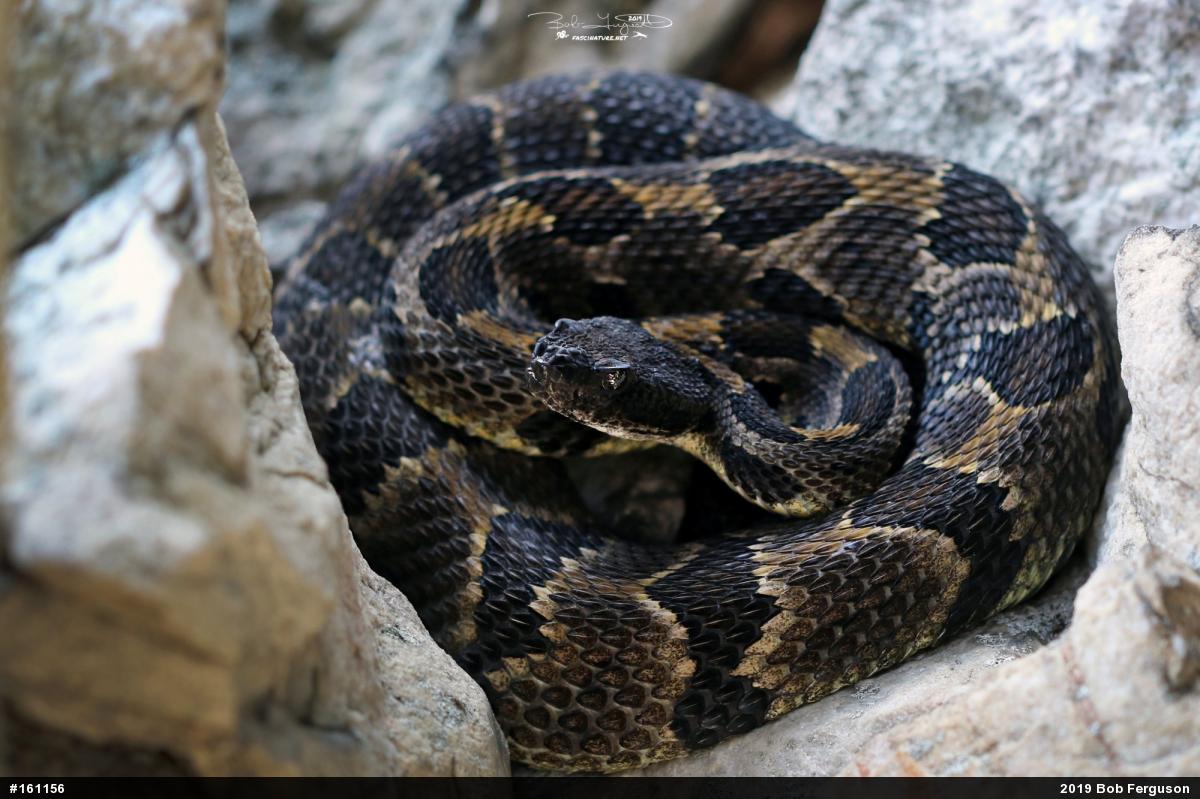 Timber Rattlesnake