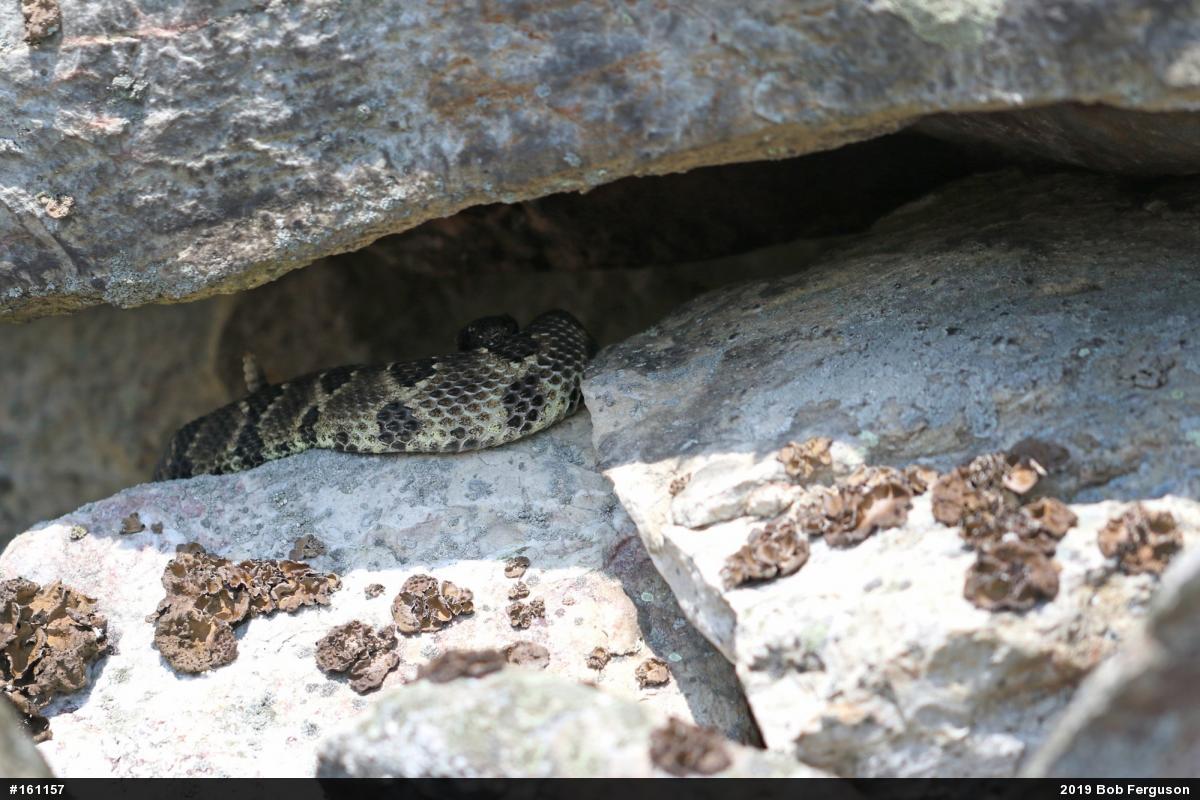 Timber Rattlesnake