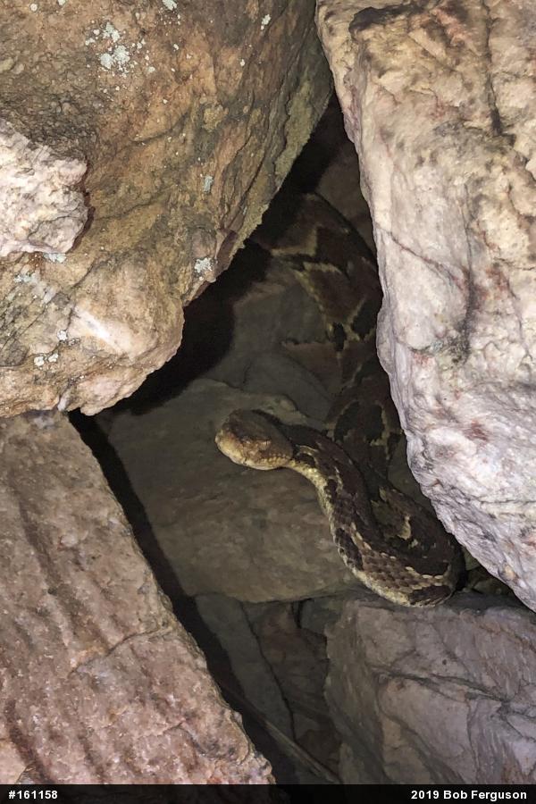 Timber Rattlesnake