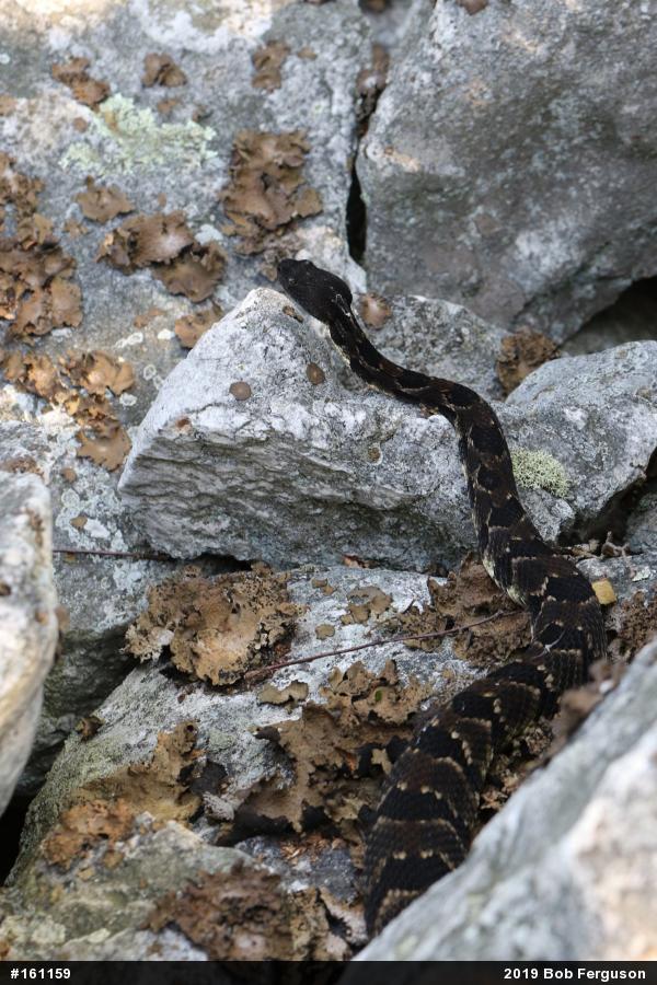 Timber Rattlesnake