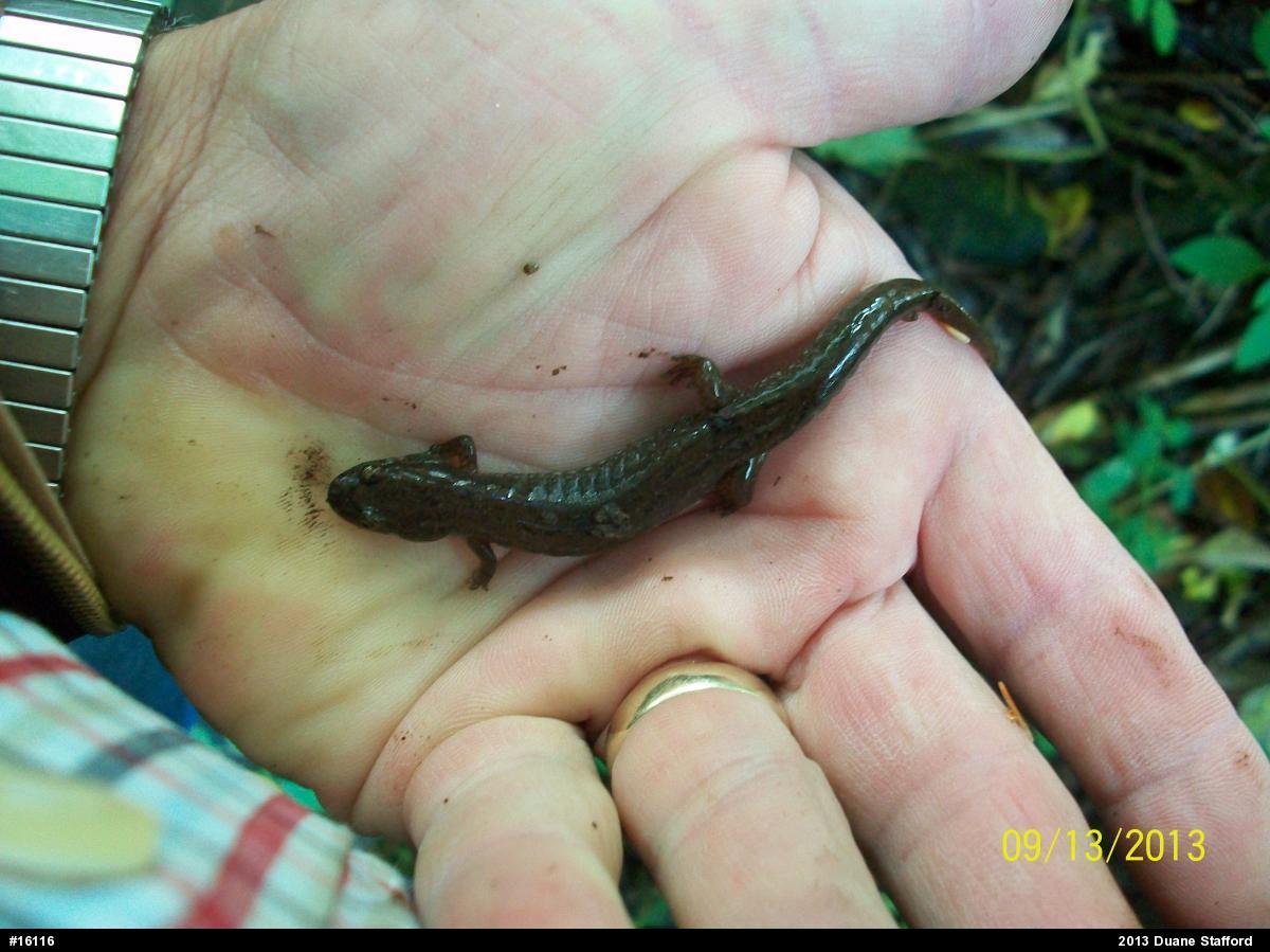 Northern Dusky Salamander