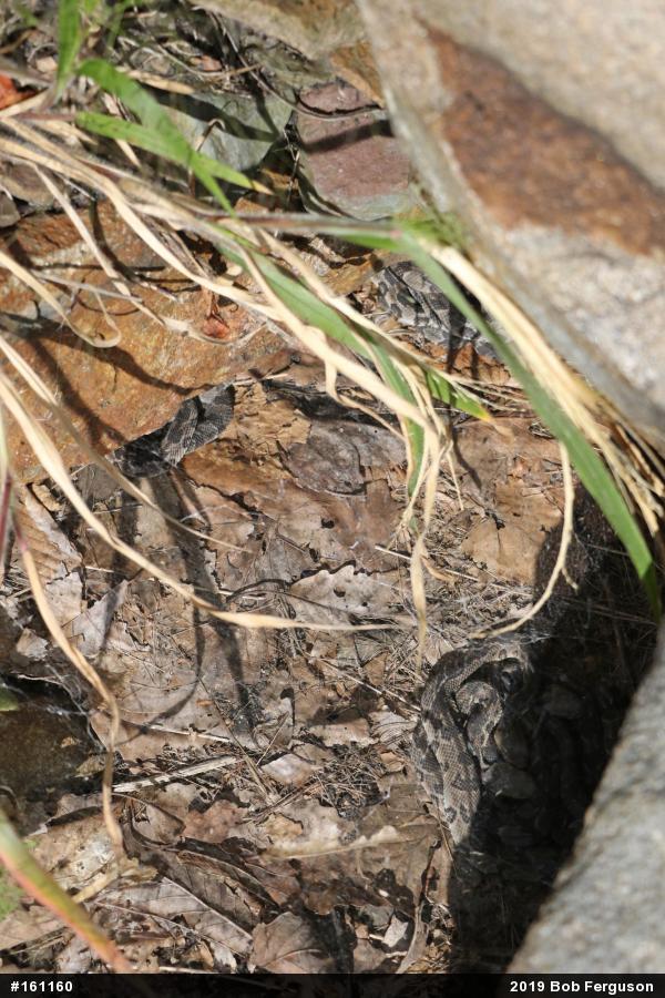 Timber Rattlesnake