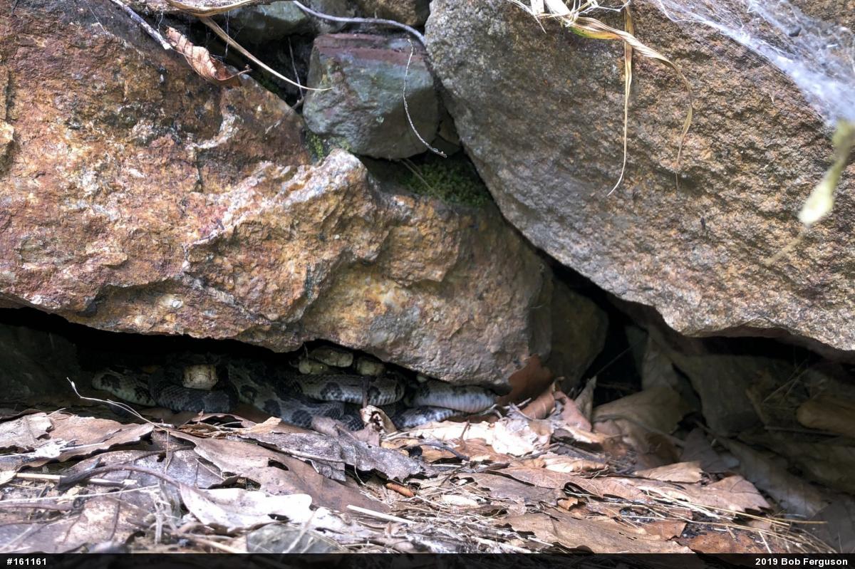 Timber Rattlesnake