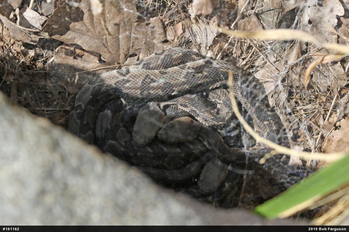 Timber Rattlesnake