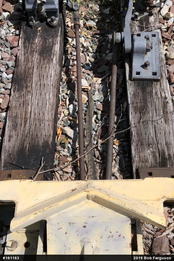 Timber Rattlesnake