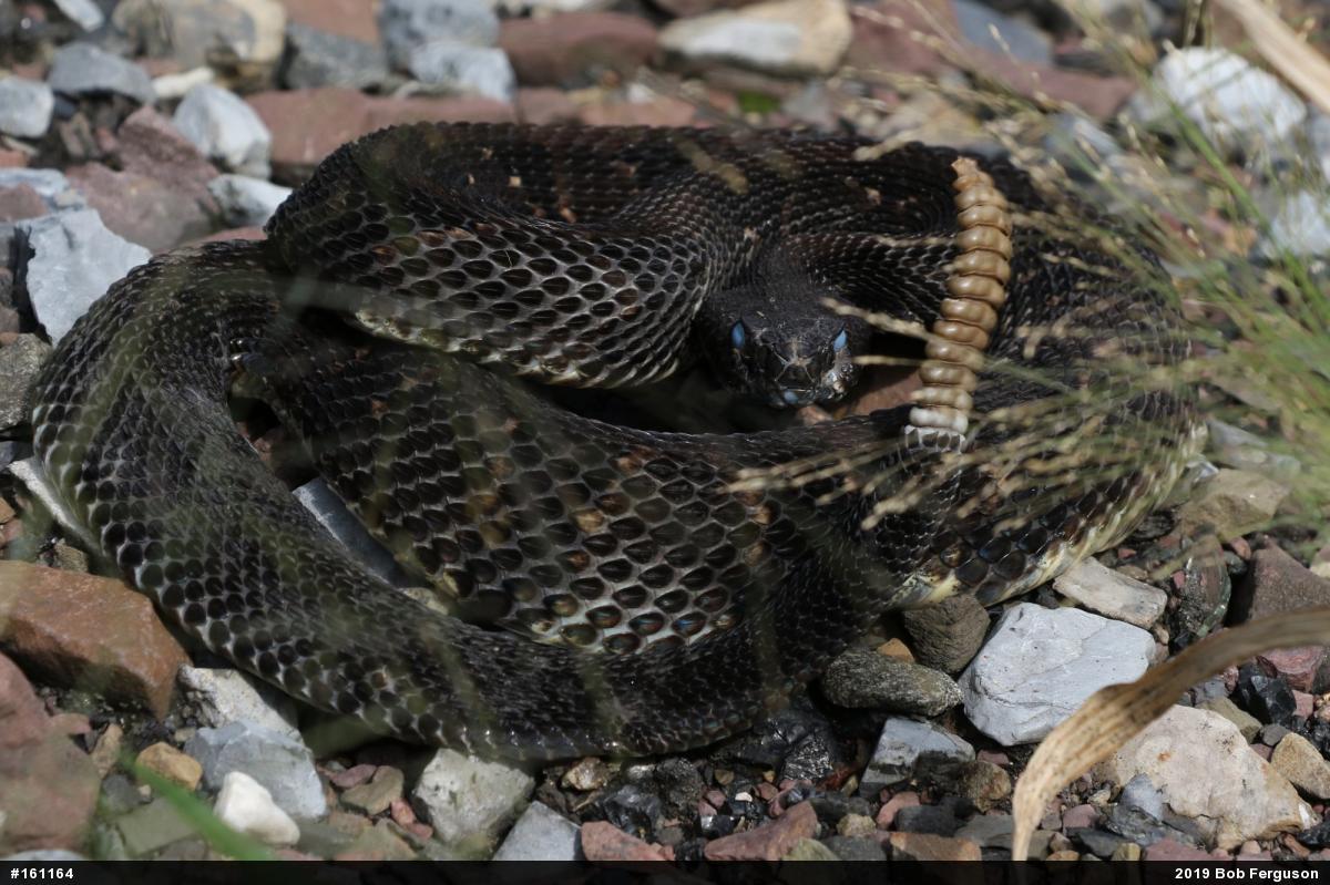 Timber Rattlesnake
