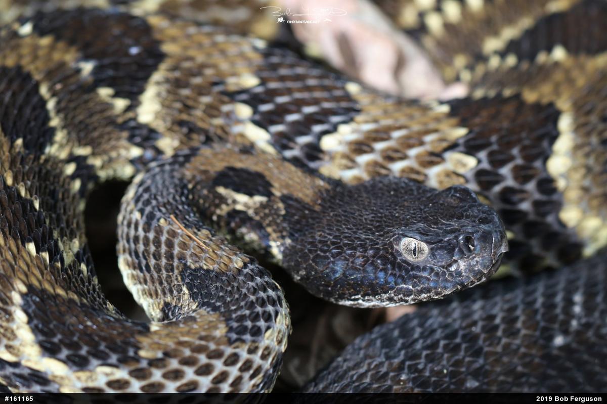 Timber Rattlesnake