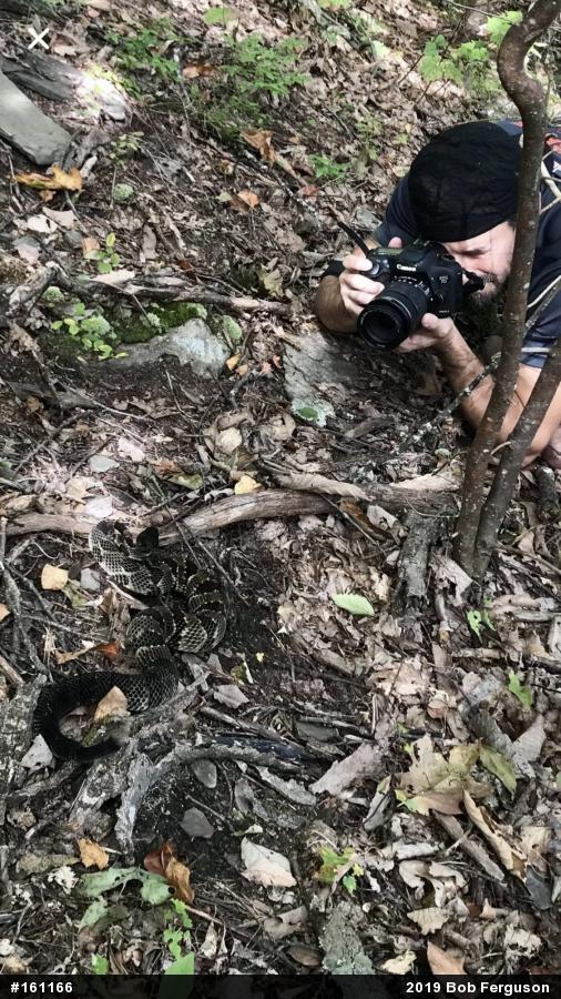 Timber Rattlesnake