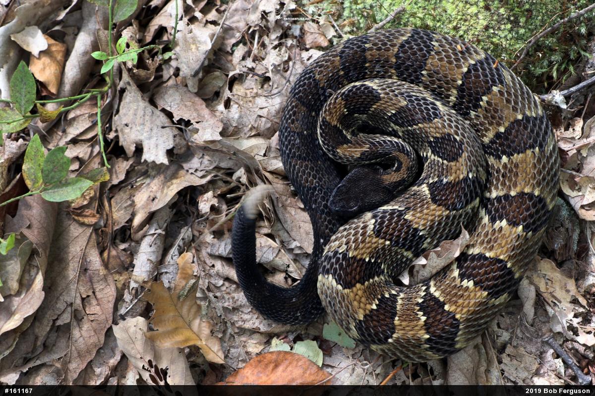 Timber Rattlesnake