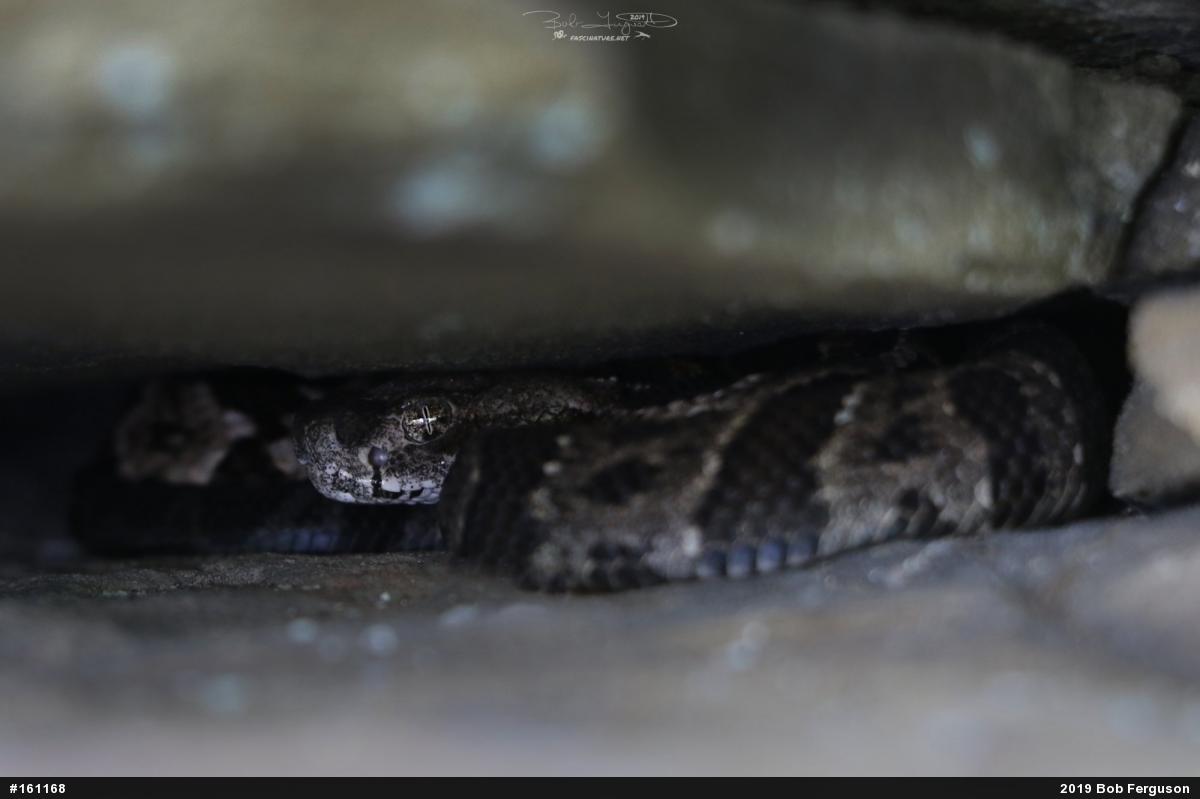 Timber Rattlesnake