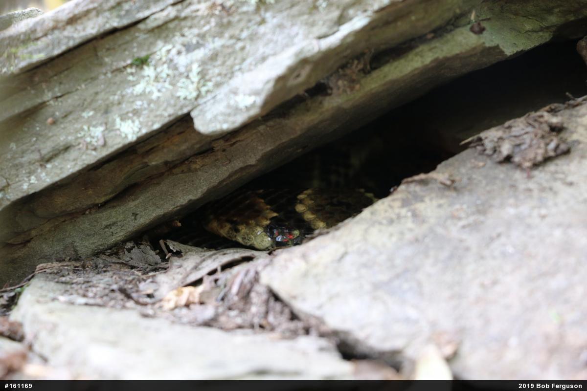Timber Rattlesnake