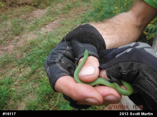 Smooth Greensnake