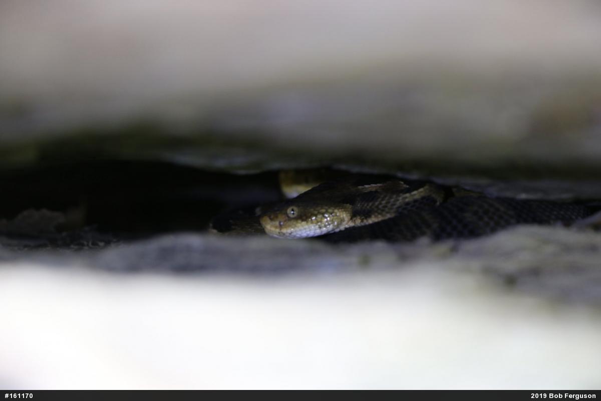 Timber Rattlesnake
