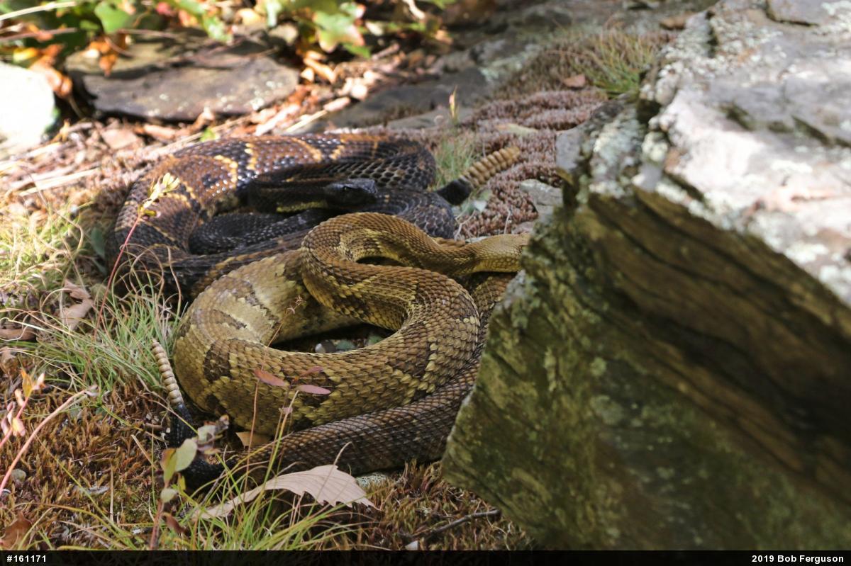 Timber Rattlesnake