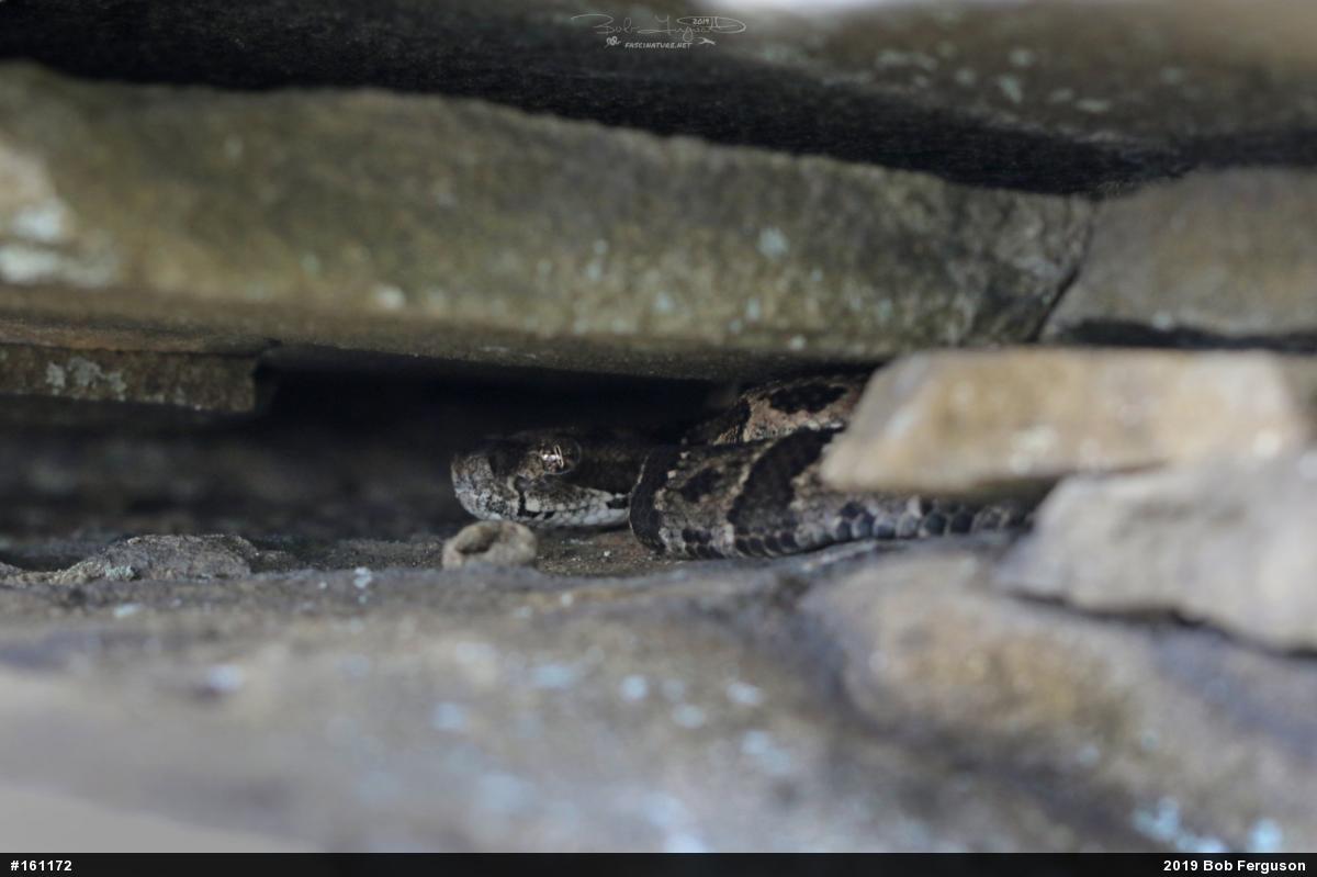Timber Rattlesnake
