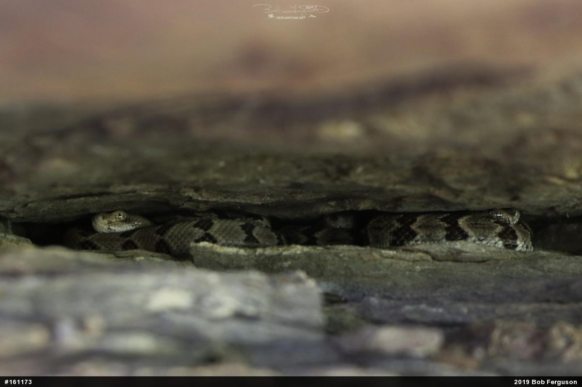 Timber Rattlesnake