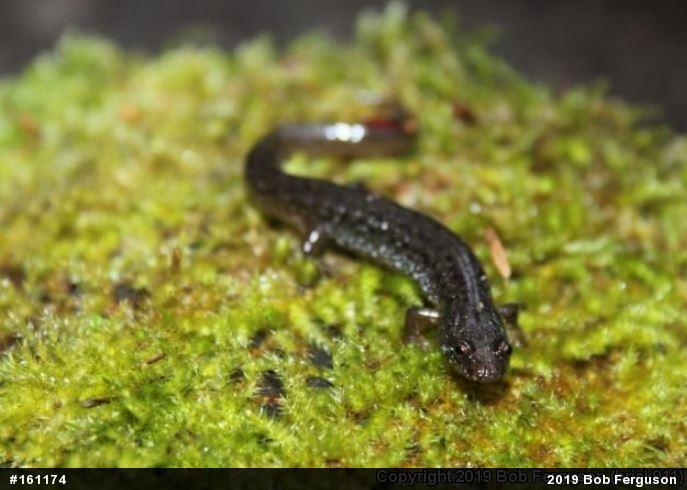 Northern Dusky Salamander