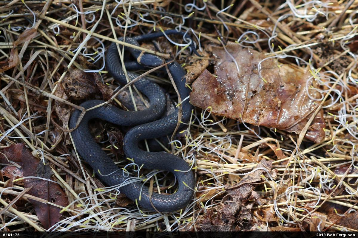 Northern Ring-necked Snake
