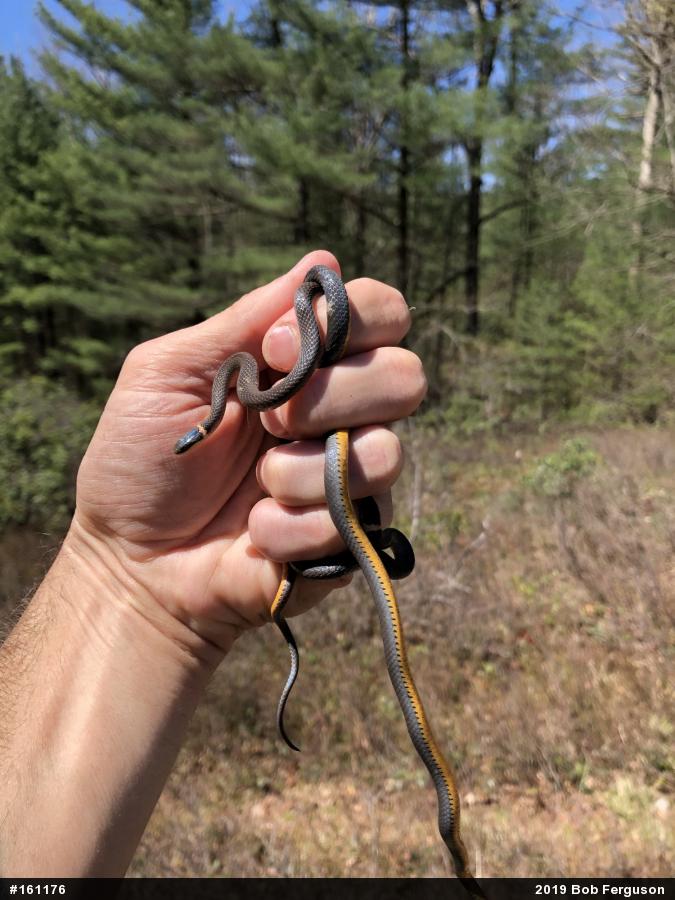 Northern Ring-necked Snake