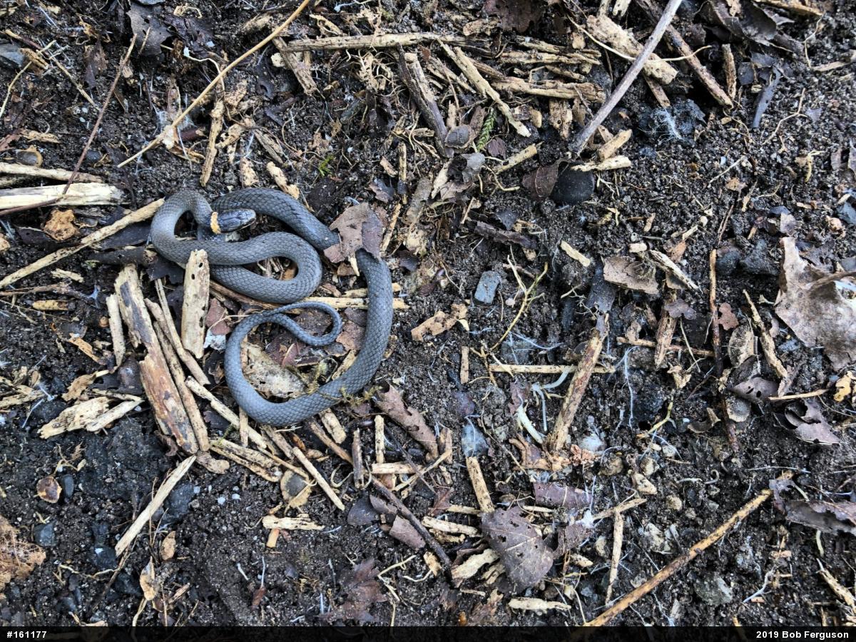 Northern Ring-necked Snake