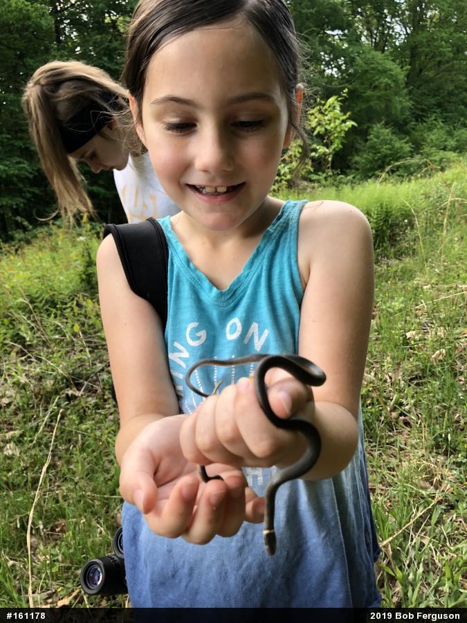 Northern Ring-necked Snake